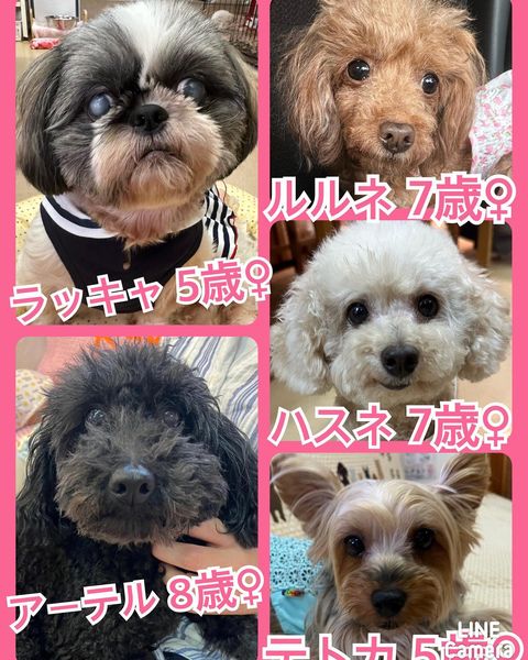 🐾今日の里親様募集中ワンコ🐶メンバーです🐾2023,7,4【保護犬カフェ天神橋店】